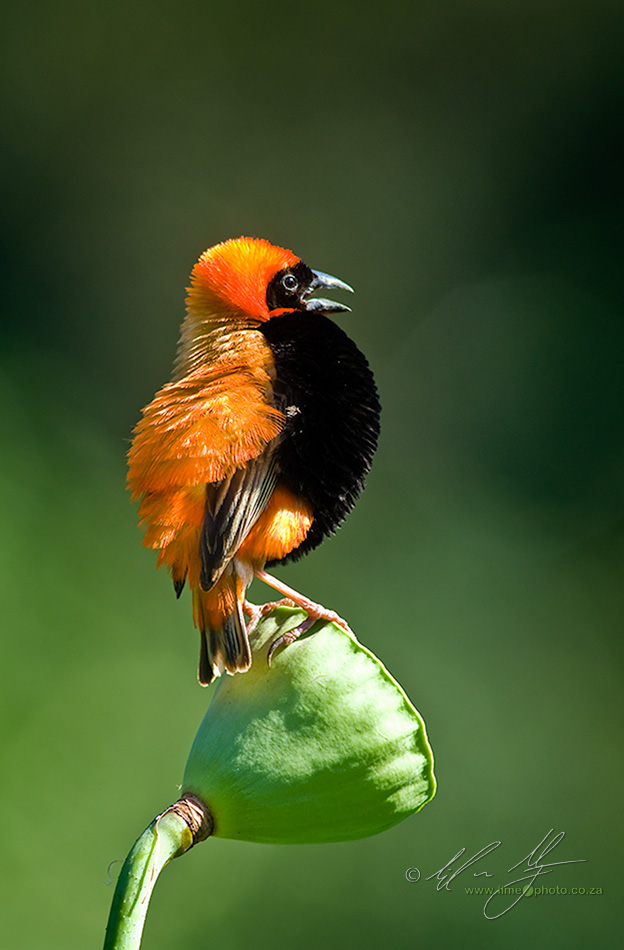 Red Bishop Calling